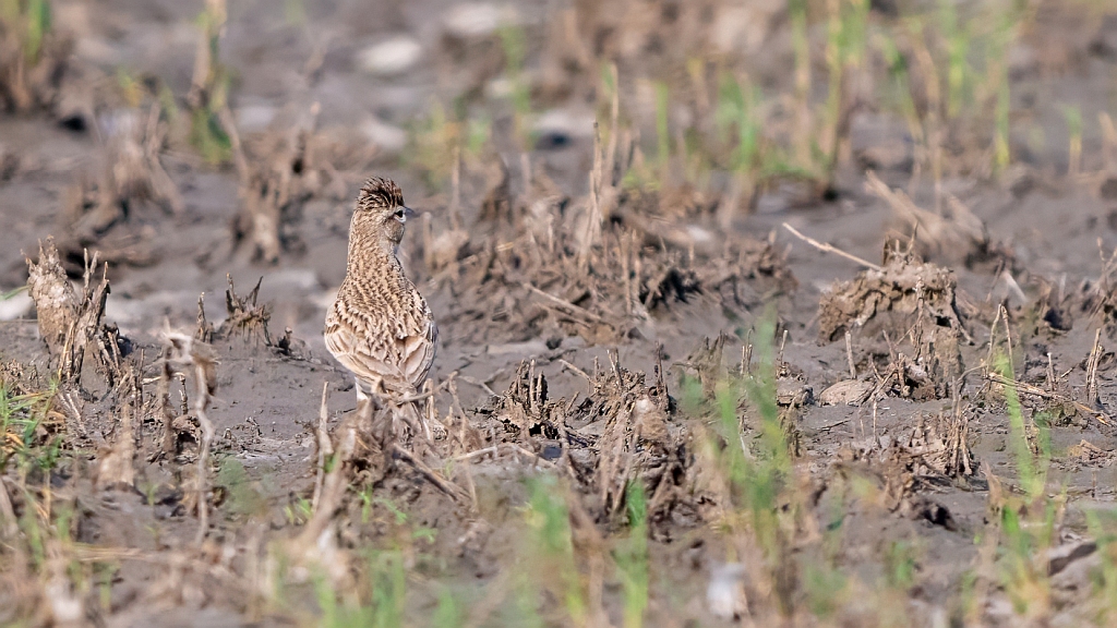 Crested Lark